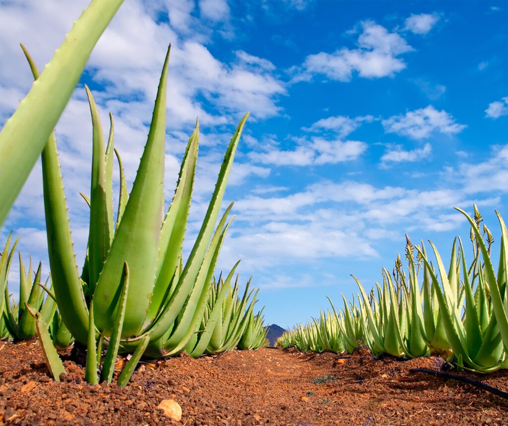 Aloes - roślina pustyni